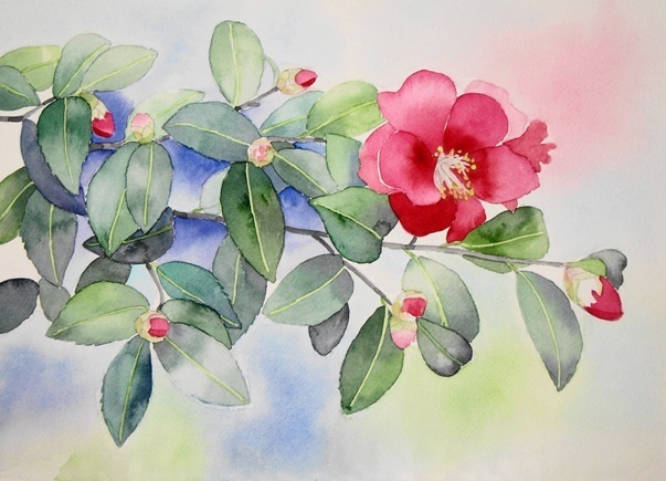 庭に咲く山茶花: ごくさんの透明水彩画