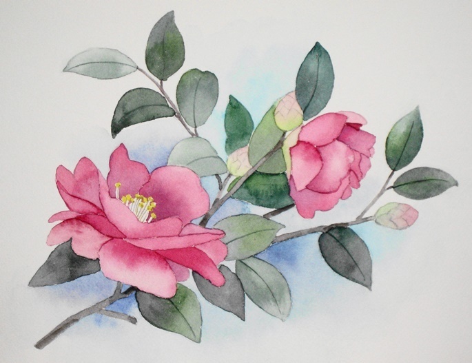 山茶花の咲く十二月 ごくさんの透明水彩画