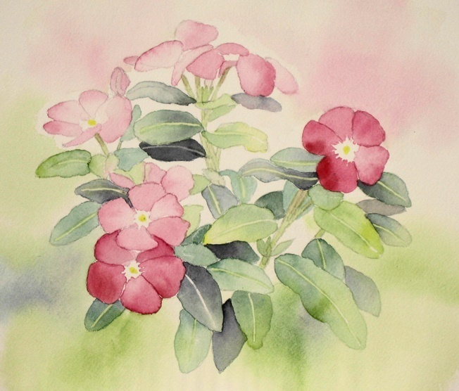 日々草の花が咲く ごくさんの透明水彩画