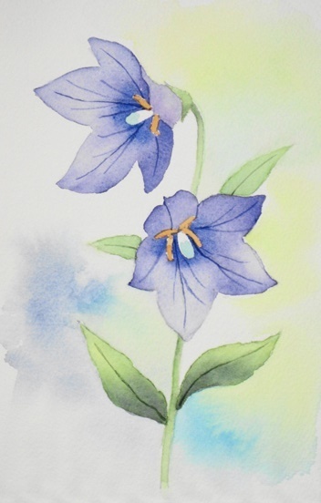 桔梗の花: ごくさんの透明水彩画