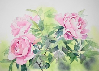 牡丹 水彩画 赤のシャクヤク