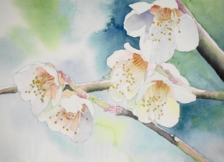梅の香り: ごくさんの透明水彩画
