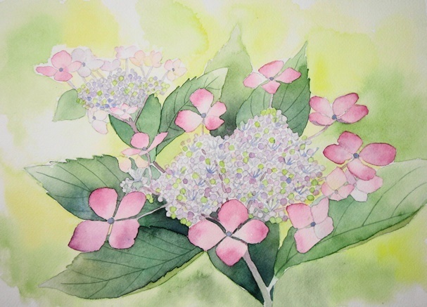 額紫陽花 ごくさんの透明水彩画